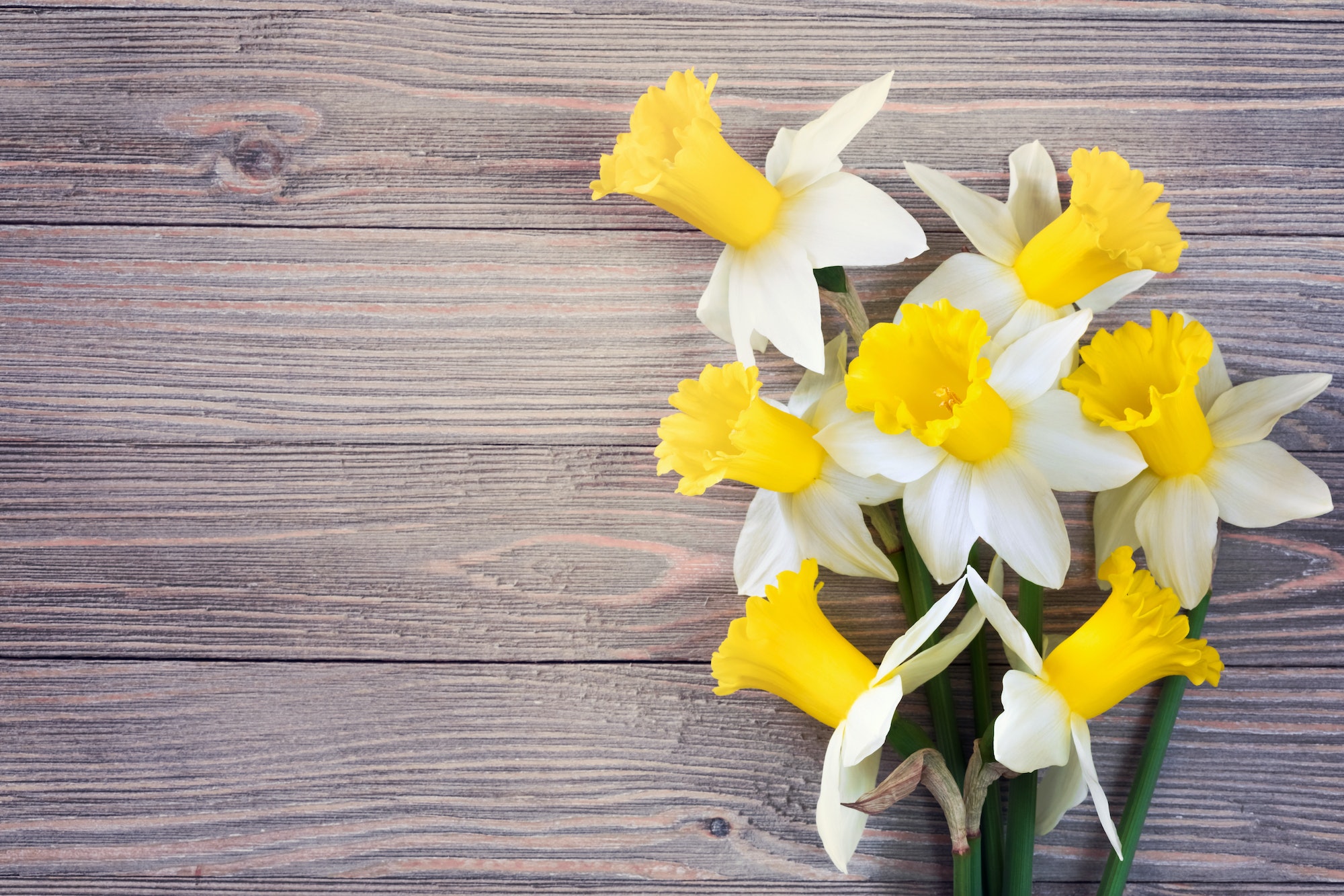 Daffodils background