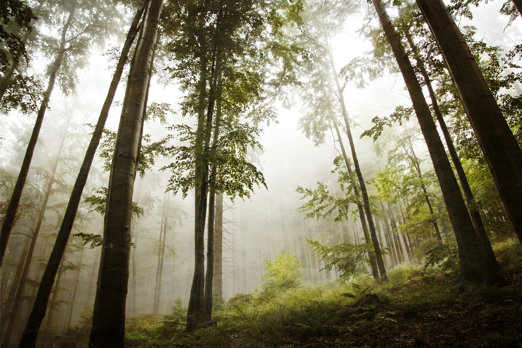 Forest with fog.