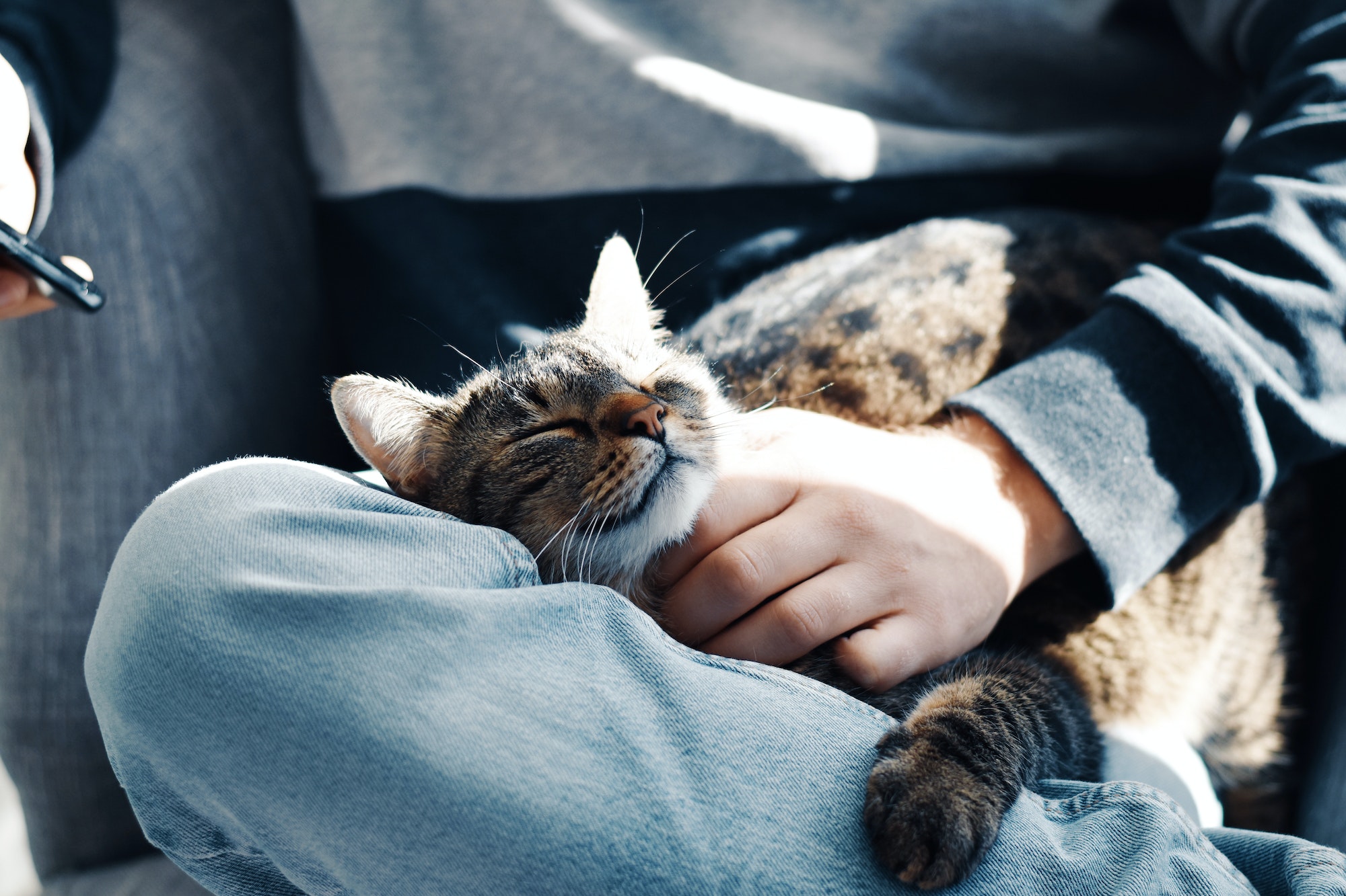 Sleeping tabby cat on man’s lap