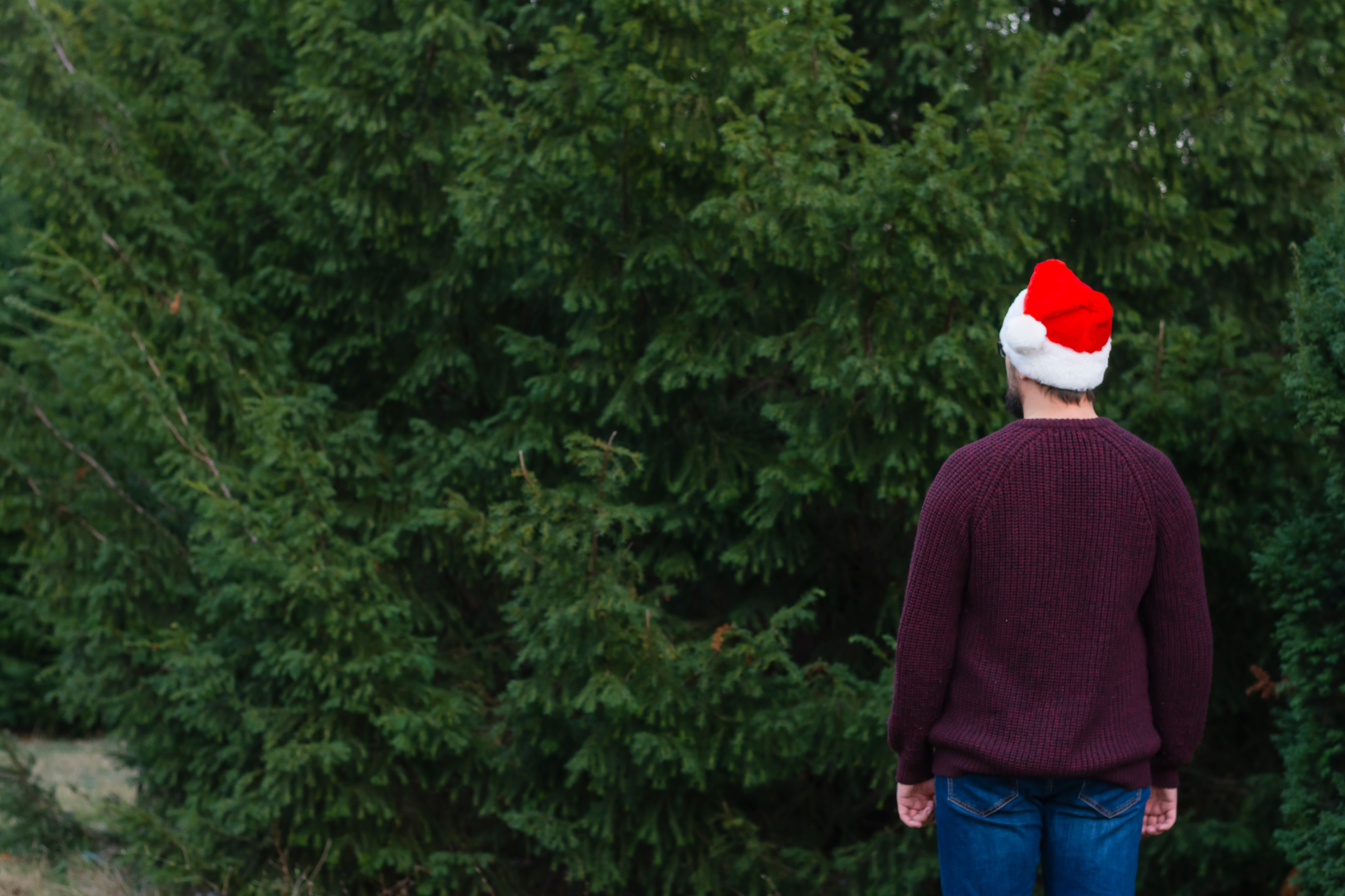 Back view man depression during christmas holiday and new year santa claus hat of Christmas trees